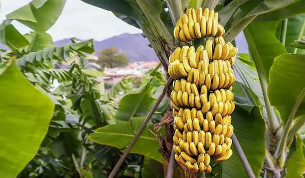 What advantages does Nutri Banana provide for banana plantations?