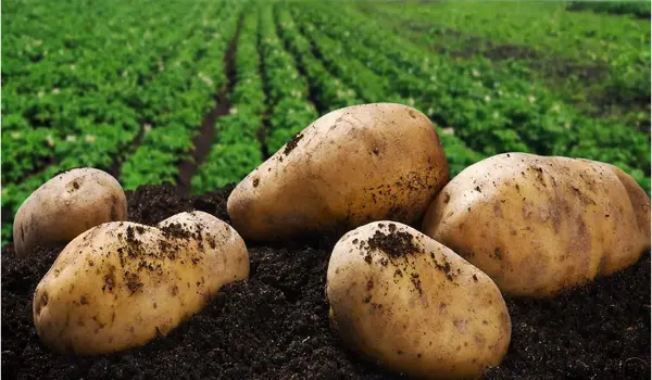 How does Nutri Potato enhance potato crop yield and quality?