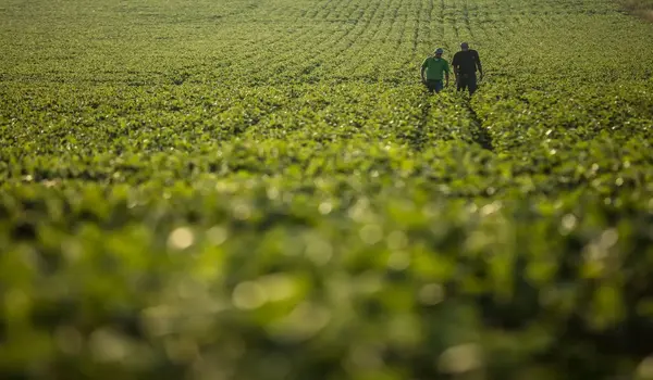 What benefits can farmers expect from Nutri Plus in crop growth and development?