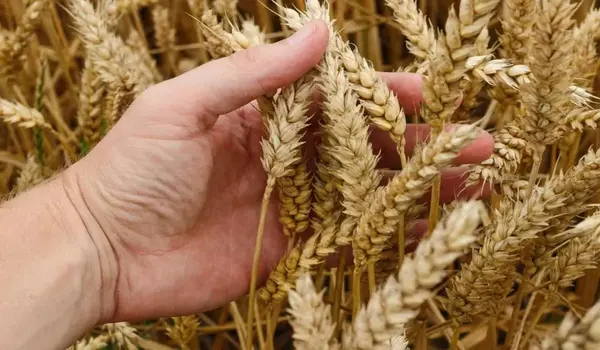How does Nutri Wheat contribute to improving wheat crop productivity?