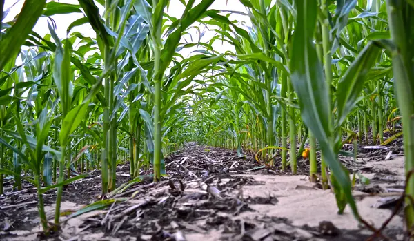 How does Mycorrhiza 3000 IP enhance nutrient uptake and plant growth?