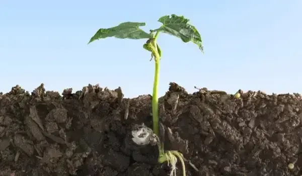 What benefits does Acetobactor Liquid Based provide for soil health and plant growth?