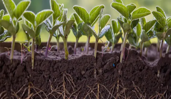 What advantages does Phosphate Solubilizing Bacteria offer for phosphate availability in soils?