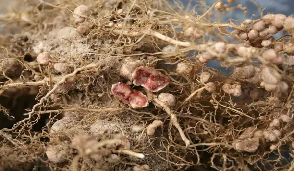 How can Rhizobium Liquid Based enhance nitrogen fixation in leguminous crops?