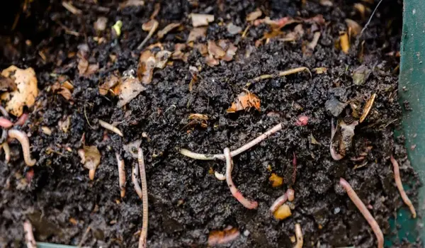 What benefits does Soil Carbone provide as an organic fertilizer for soil conditioning?