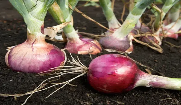 How Does Nutri Diamond Enhance Plant Growth and Yield?