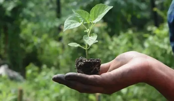 What benefits does Eco Cover provide for organic disease control in crops?