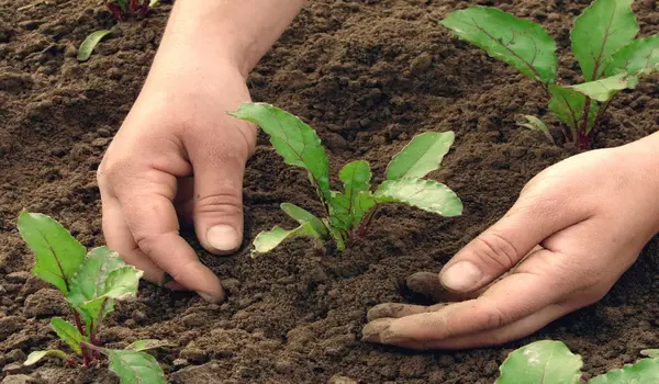What Are the Benefits of Using Eco Cover for Organic Disease Control in Crops?