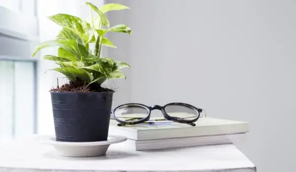 What Advantages Does Plant Stick Offer for Plant Protection and Growth Enhancement?