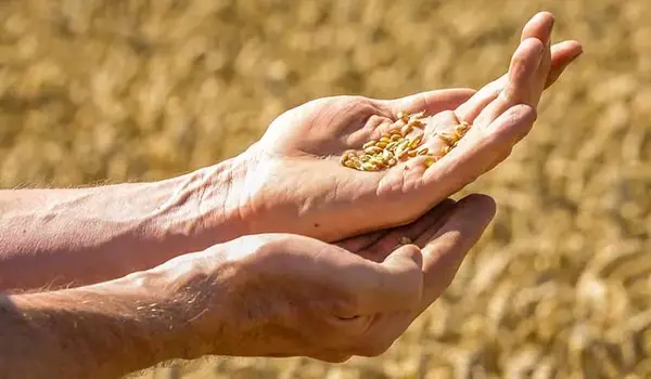What Role Does Uphar Play in Improving Soil Fertility and Crop Productivity?