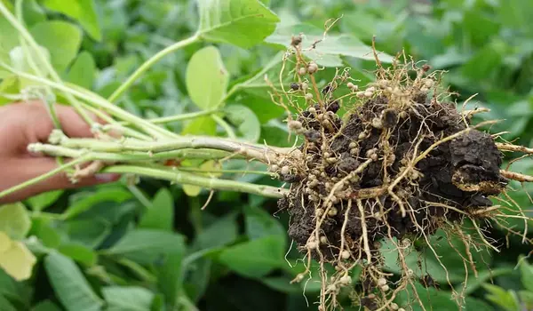 What Benefits Does Rhizobium Liquid-Based Provide for Nitrogen Fixation in Leguminous Crops?