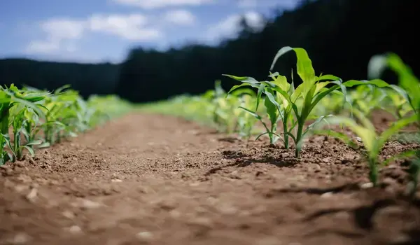 How Does Liquid NPK Contribute to Balanced Nutrient Management in Crops?