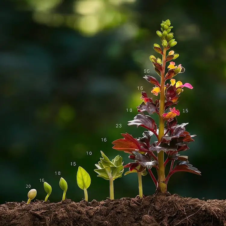 What advantages does Plant Stick offer for plant protection and growth enhancement?